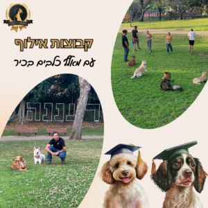 קבוצות אילוף עם מאלף בכיר