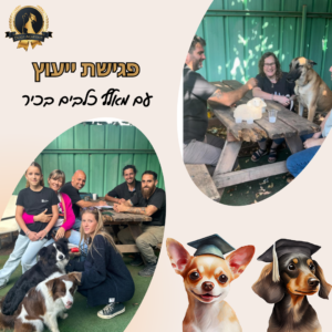 פגישת יעוץ לבניית תהליך אילוף לכלב