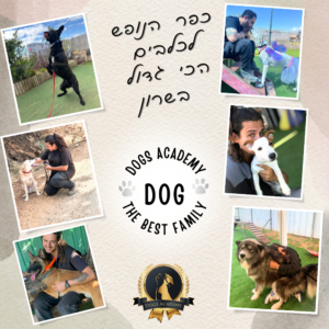 פנסיון כלבים ברמה אחרת