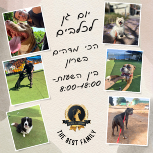 גן יום לכלבים